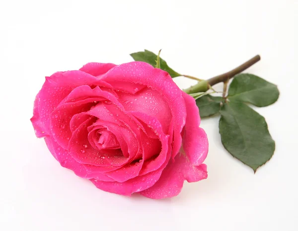 Pink rose — Stock Photo, Image