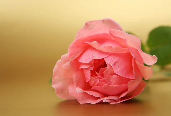 Pink rose — Stock Photo, Image