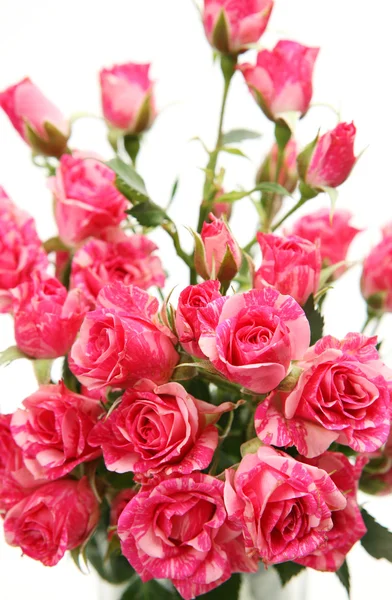 Pink roses — Stock Photo, Image