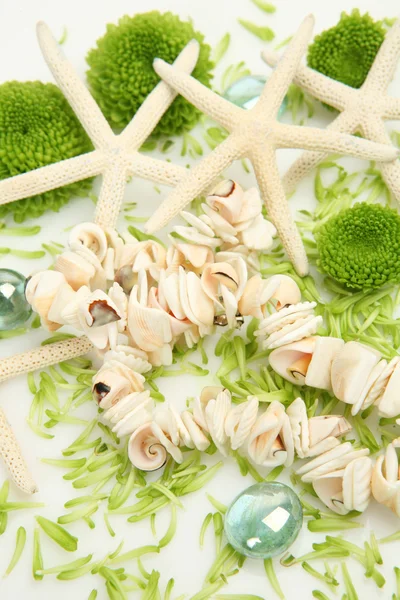 Green flowers and cockleshells — Stock Photo, Image