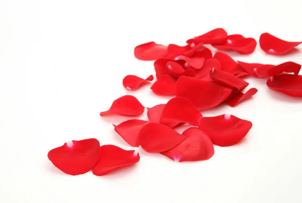 Petals of roses — Stock Photo, Image