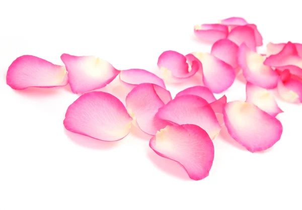 Pétalas de uma rosa — Fotografia de Stock