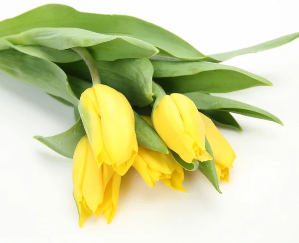 Gele tulpen — Stockfoto