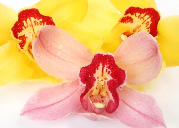 Renk orkide Stok Fotoğraf