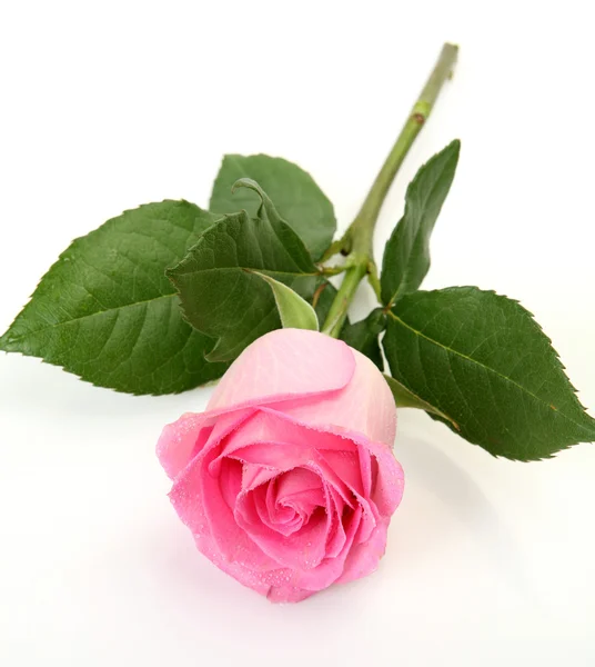 Pink rose — Stock Photo, Image