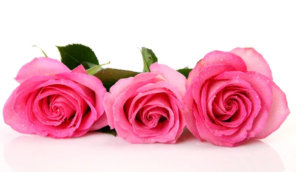 Rosas cor de rosa — Fotografia de Stock