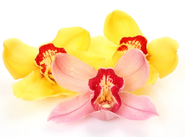 Fine orchids — Stock Photo, Image