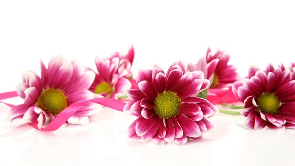 Pink flowers — Stock Photo, Image