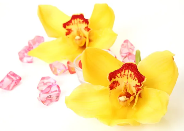 Orchidee gialle — Foto Stock