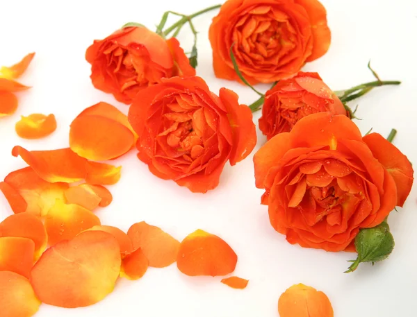 Fine roses — Stock Photo, Image