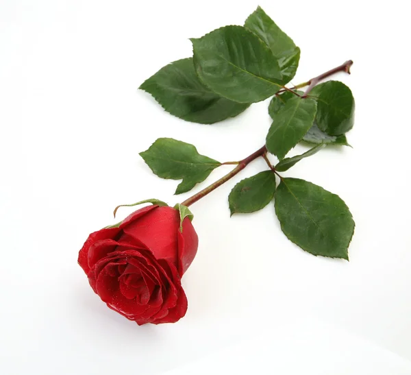 精细的玫瑰 — 图库照片