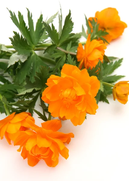 Оранжеві квіти Ліцензійні Стокові Фото