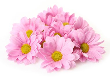 pembe çiçekler