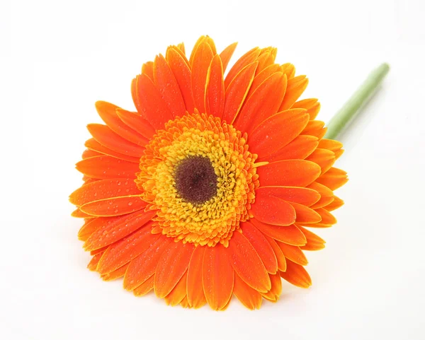 Flower on a white background — Stock Photo, Image