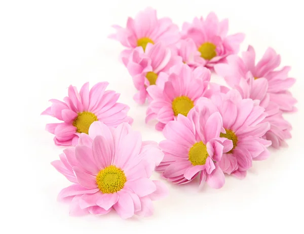 Pink flowers Royalty Free Stock Photos