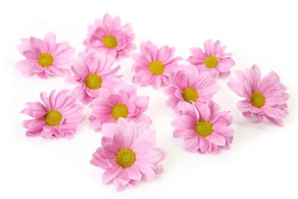 Pink flowers Stock Picture