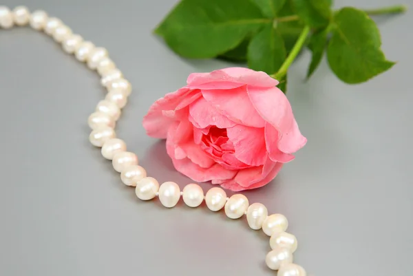 Rosa Rose und Perlen — Stockfoto