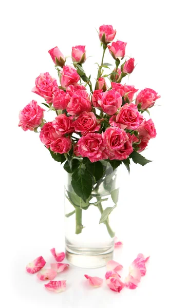 Pink roses — Stock Photo, Image