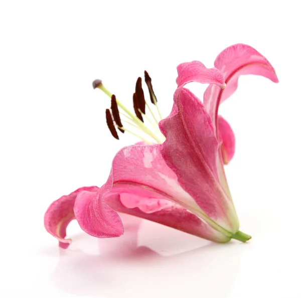 Pink lily — Stock Photo, Image