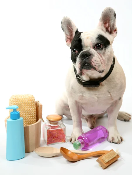 Acessórios para cães e sanitas — Fotografia de Stock