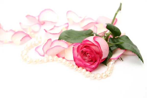 Pink rose — Stock Photo, Image