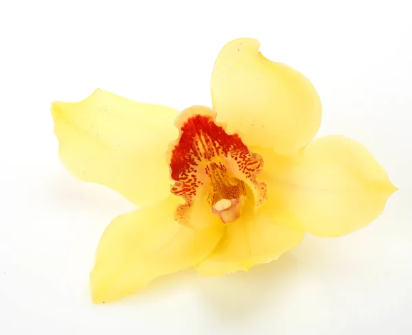 Gelbe Orchidee — Stockfoto