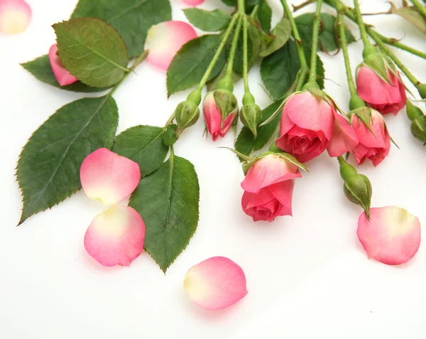 Roze rozen — Stockfoto