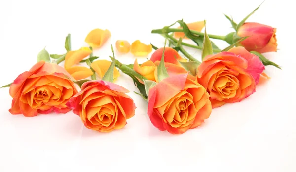 Fine roses — Stock Photo, Image