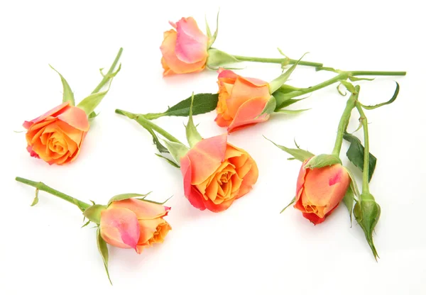 Fine roses — Stock Photo, Image