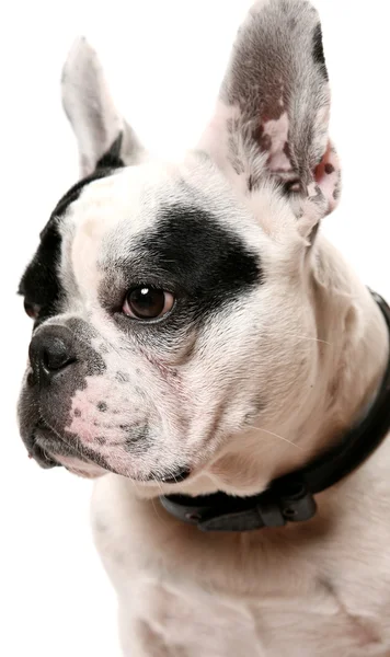 De Franse bulldog — Stockfoto