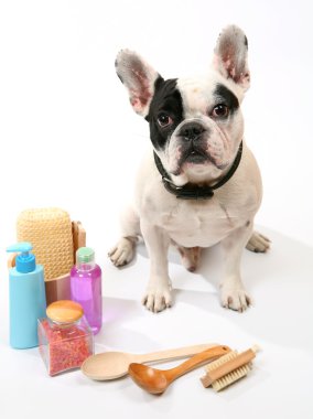 köpek ve tuvalet aksesuarları