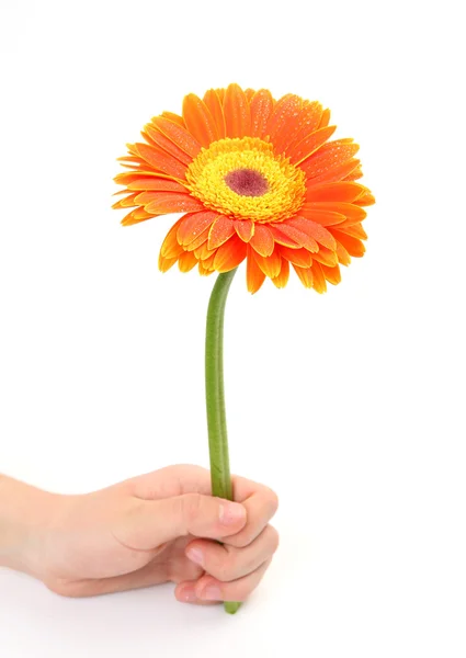 Flower on a white background — Stock Photo, Image