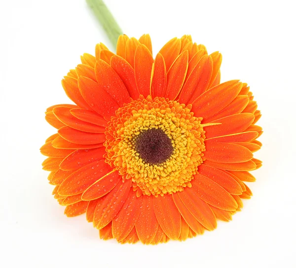 Flower on a white background — Stock Photo, Image