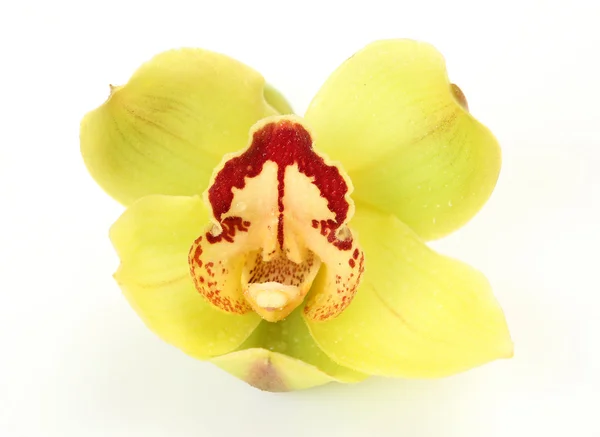 Orchidea gialla — Foto Stock