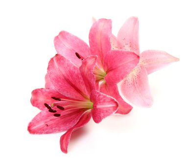 pembe lilyum beyaz zemin üzerine