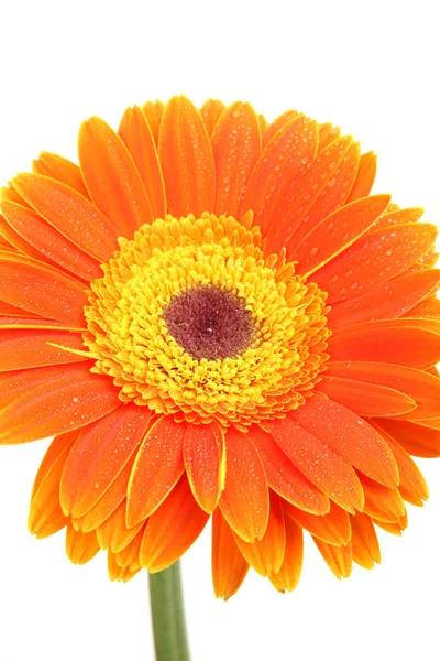 Orange blomma — Stockfoto