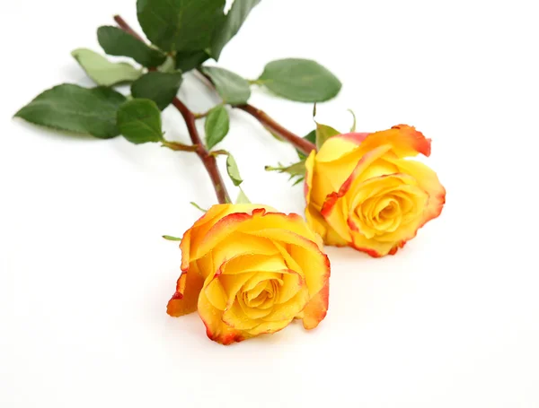 Rosas amarillas — Foto de Stock