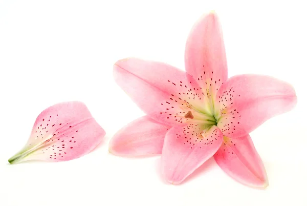 Рожеві liliy Ліцензійні Стокові Зображення