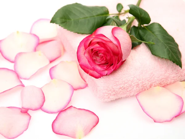 Towel and rose — Stock Photo, Image