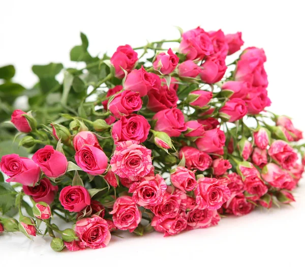 Pink roses — Stock Photo, Image