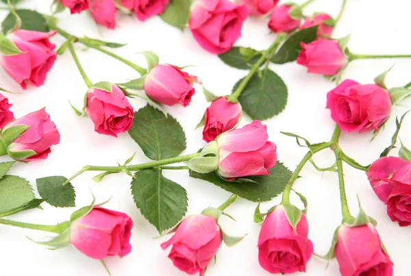 Rosas rosadas Imagen de archivo