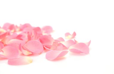 pembe bir gül yaprakları