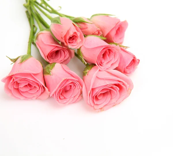 Rosas rosadas — Foto de Stock