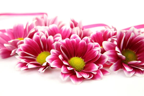 Pink flowers — Stock Photo, Image