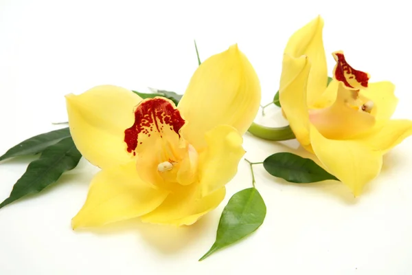 Yellow orchids — Stock Photo, Image