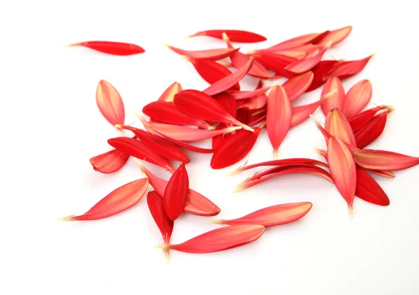 Blütenblätter der Farben — Stockfoto