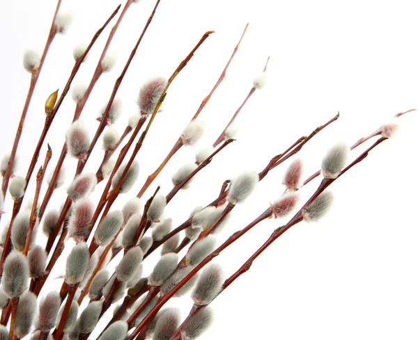 Branch of a willow — Stock Photo, Image