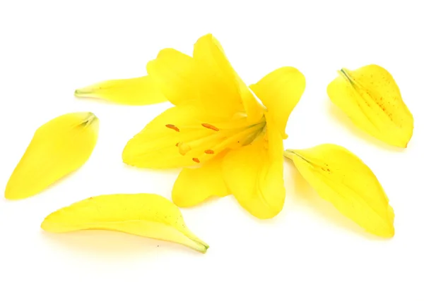 Yellow lilies — Stock Photo, Image