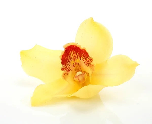 Orquídea amarela — Fotografia de Stock