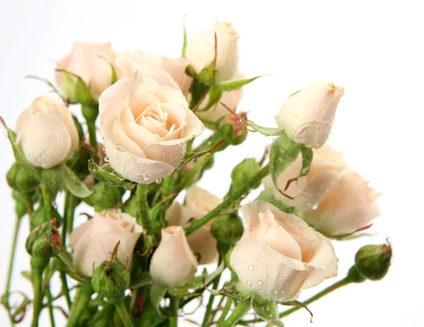 Bouquet of roses — Stock Photo, Image